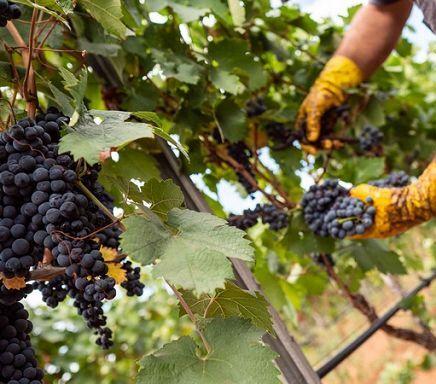 Maremma, danni da peronospora per 140 milioni di euro: come chiedere aiuto