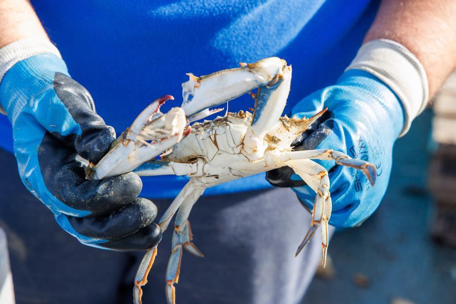 Lidi, il granchio blu fa paura ai turisti: reti in mare per difendere i Bagni