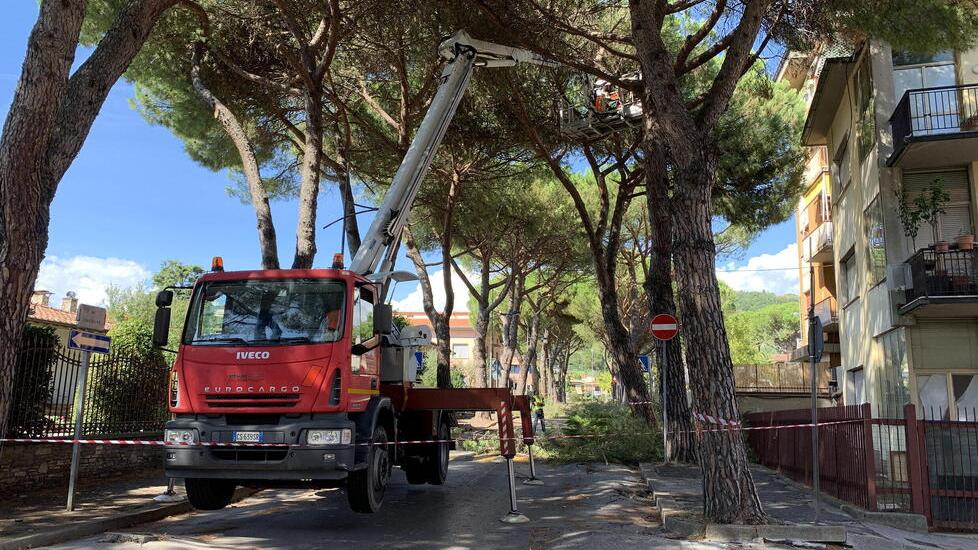 Un precedente taglio di alcuni alberi in via Sardegna negli anni scorsi (foto Nucci)
