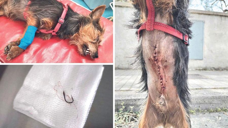 
	A sinistra Zeus prima di essere operato e l&rsquo;amo che gli &egrave; stato rimosso dall&rsquo;esofago. A destra i punti di sutura dopo l&rsquo;intervento

