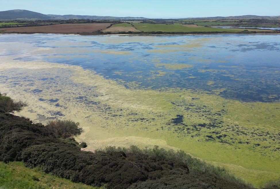 Caldo anomalo e siccità: invasione di meduse e di alghe