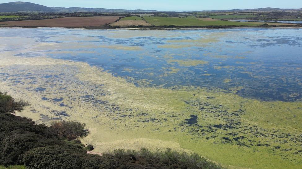 Caldo anomalo e siccità: invasione di meduse e di alghe