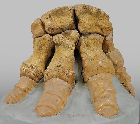 Dai Mammut nani ai Megalodonti, i misteri della Sardegna preistorica 