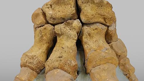 Dai Mammut nani ai Megalodonti, i misteri della Sardegna preistorica