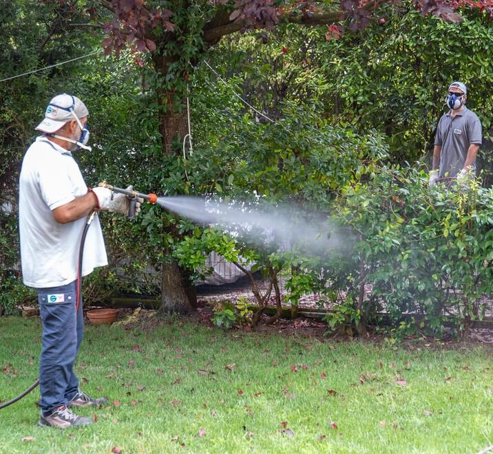 Comacchio, nuvole di zanzare «innocue» sui Lidi