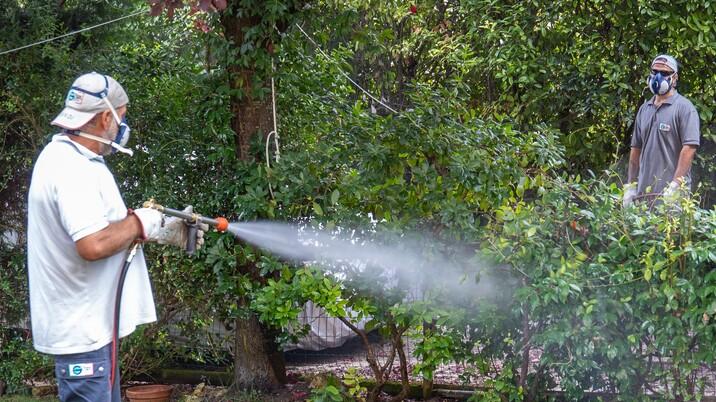 Comacchio, nuvole di zanzare «innocue» sui Lidi