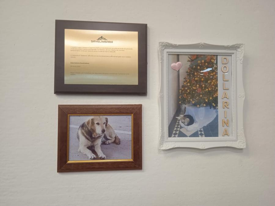 Tempio, cerimonia per la cagnetta uccisa: una targa e due foto a “La Quercia”