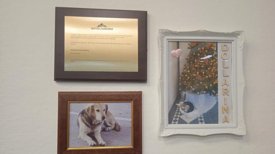 Tempio, cerimonia per la cagnetta uccisa: una targa e due foto a “La Quercia”