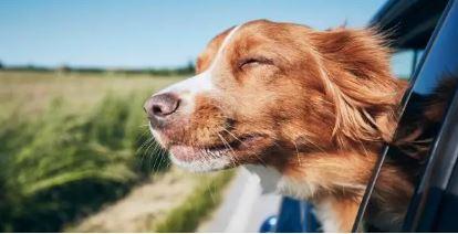 Come fare a gestire Fido e Micio quando andiamo in vacanza