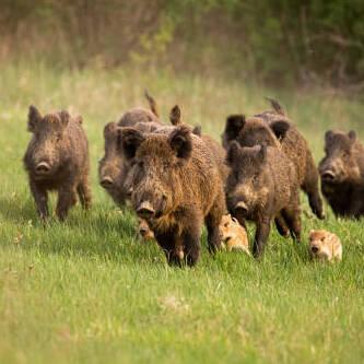 Sant’Ilario, al centro Mavarta si parla di lupi e sciacallo dorato