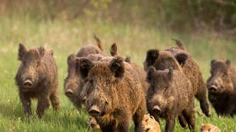 Sant’Ilario, al centro Mavarta si parla di lupi e sciacallo dorato