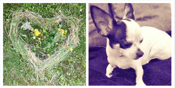 Un cuore ricorda la cagnolina Margherita la chihuahua sbranata da due pitbull a Rivalta