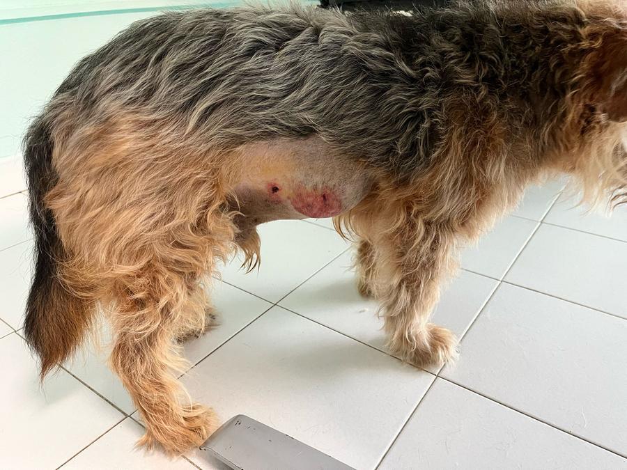 Olbia, ancora allarme cinghiali: ferito un cane al guinzaglio