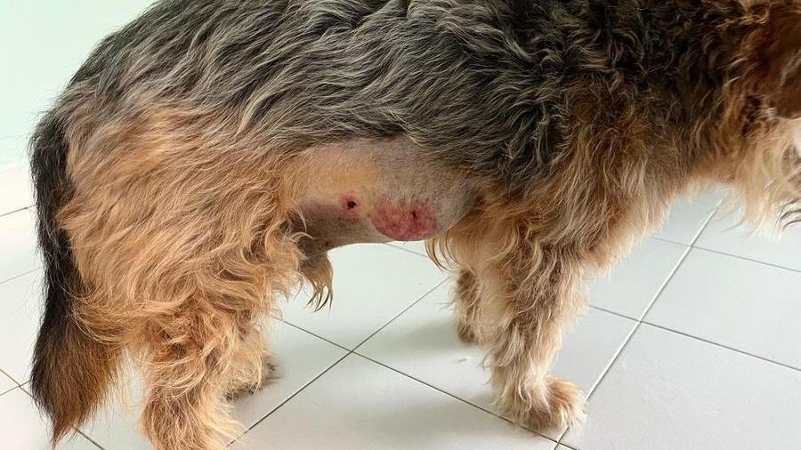 Olbia, ancora allarme cinghiali: ferito un cane al guinzaglio