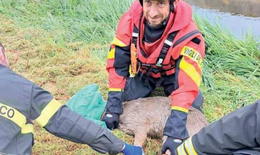 Volania, daino rischia di annegare: i vigili del fuoco lo salvano