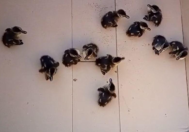 Cento, anatroccoli smarriti salvati dai vigili del fuoco