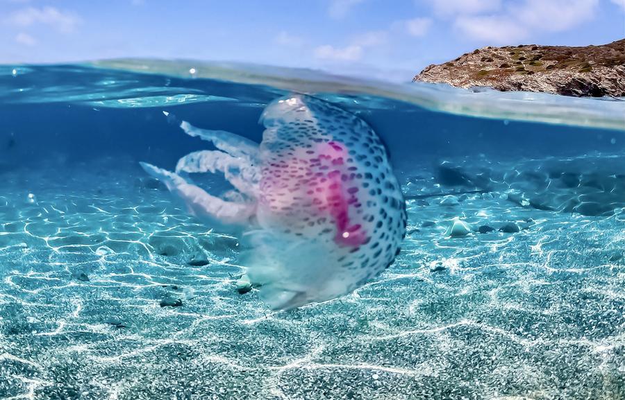 Le meduse dei mari sardi: urticanti solo le pelagie e le quadrifoglio, innocue le cassiopee e i polmoni di mare