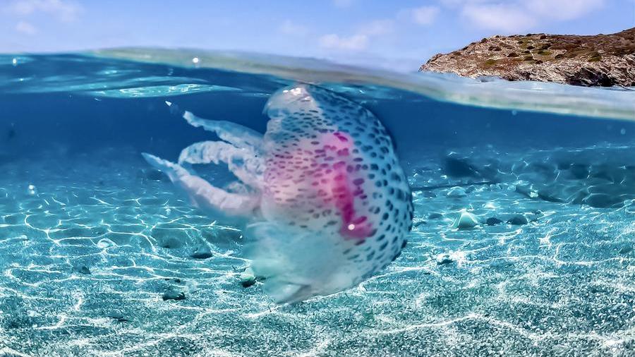 Le meduse dei mari sardi: urticanti solo le pelagie e le quadrifoglio, innocue le cassiopee e i polmoni di mare