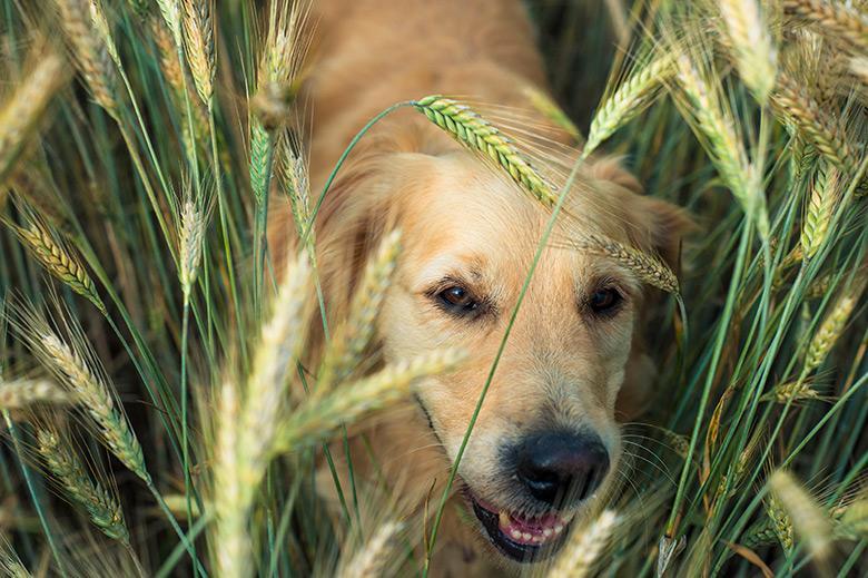 Forasacchi, i grandi nemici dei nostri amici animali<br>
