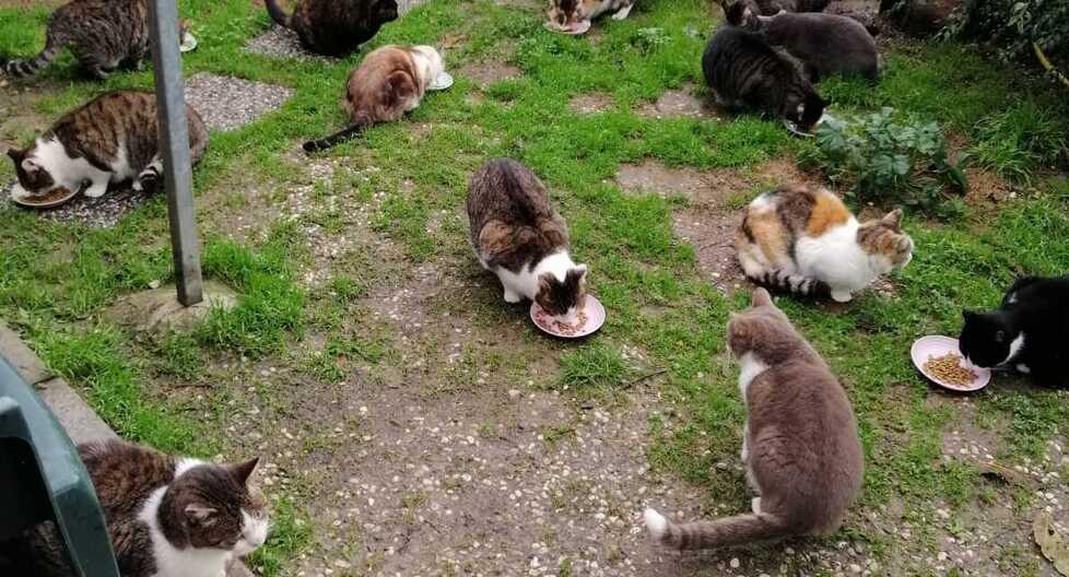 Dal 1910 l’Enpa di Pistoia offre un rifugio a cani e felini randagi. Uno spazio speciale è dedicato a ospitare una ventina di mici<br type="_moz" />
