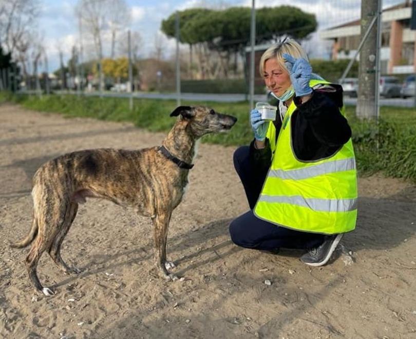 Tra le attività dell’associazione anche quella di dog sitting