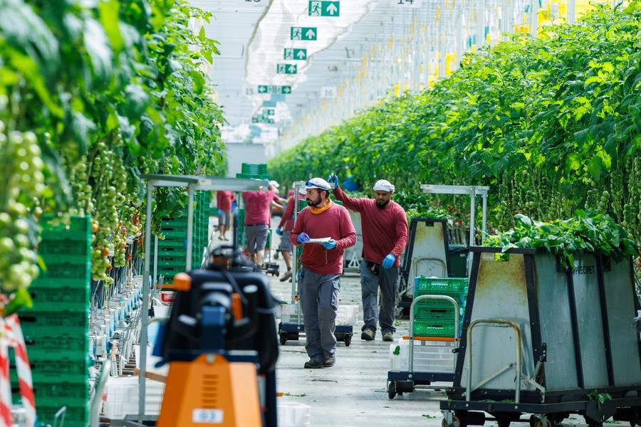 A Ostellato il pomodoro diventa hi-tech