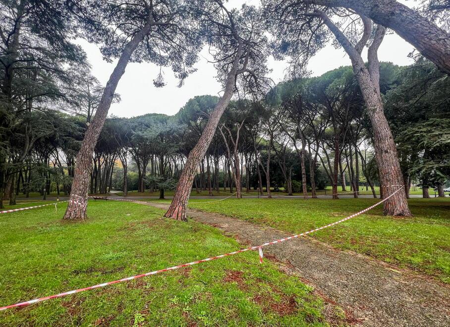 Le porzioni della pineta già transennate a novembre dopo la caduta di alcuni alberi e dove ora verranno abbattuti altri 21 pini (foto Nucci)