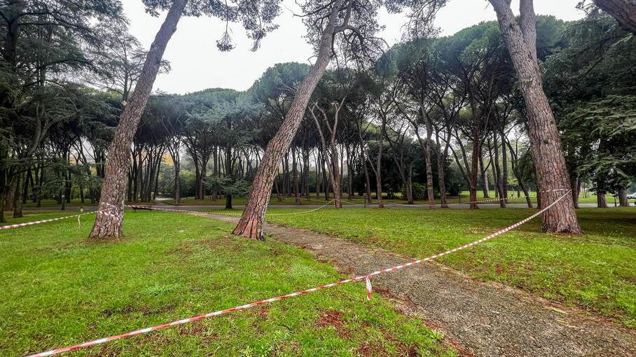 Pineta a Montecati, ci sono 21 alberi da abbattere