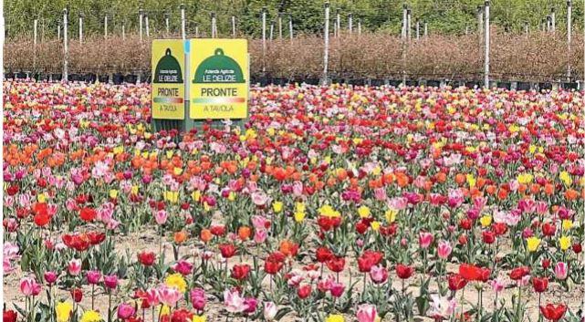 Ferrara, tulipani nuova attrazione in via Canapa