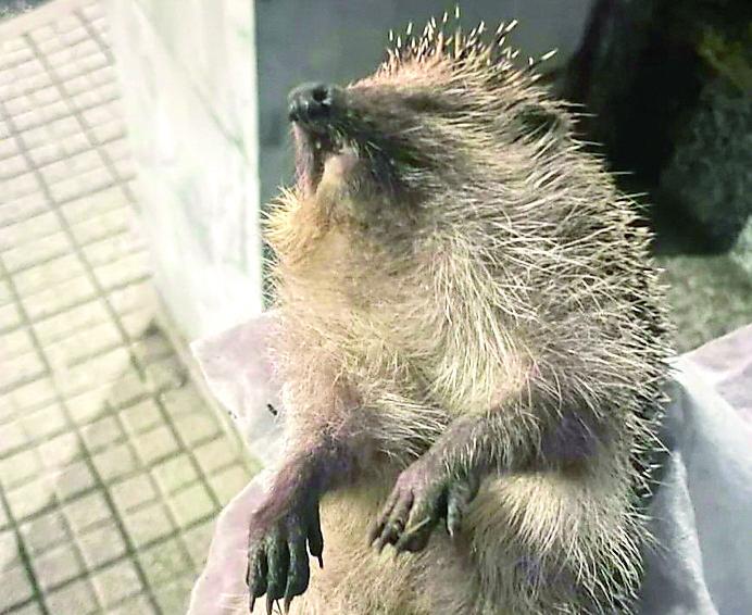 
	Il piccolo riccio ucciso a calci

