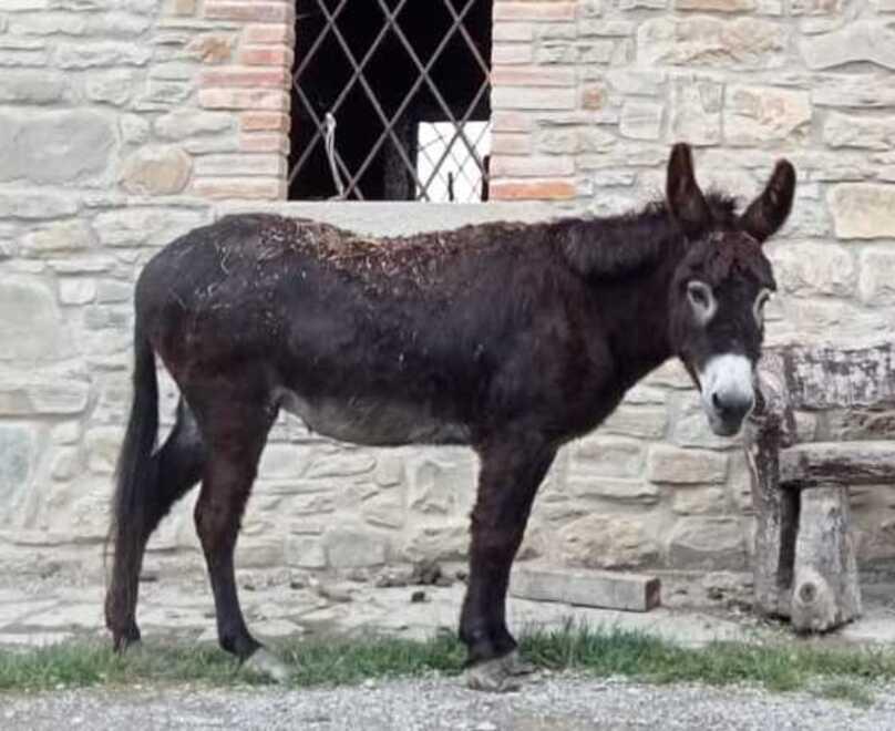 L’asina Gina è sparita da Case Gatti, a Toano ora la cerca un’intera borgata