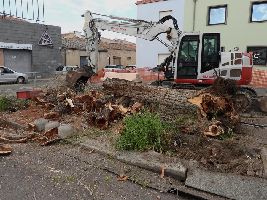 
	Il taglio degli alberi in piazza Mariano ha scatenato le proteste

