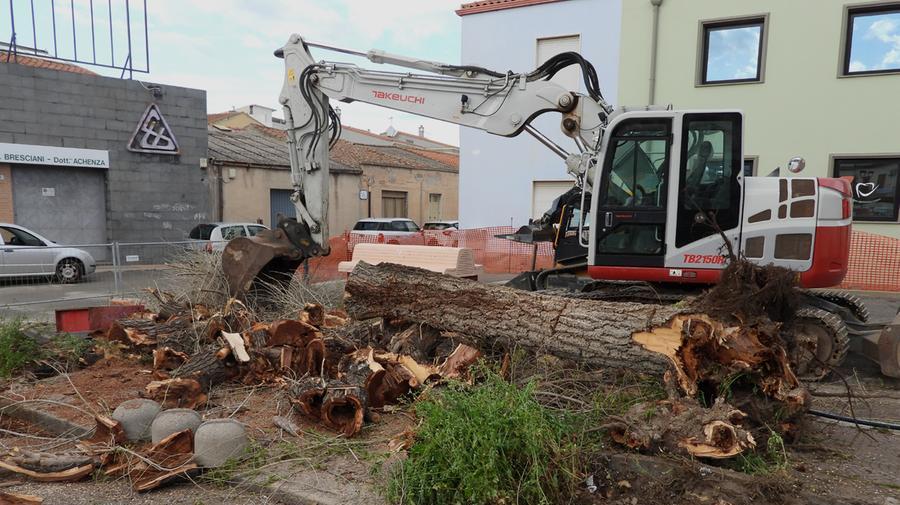 
	Il taglio degli alberi in piazza Mariano ha scatenato le proteste

