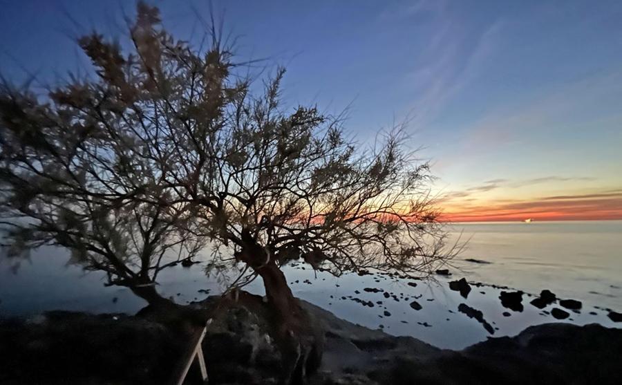 Livorno e la storica tamerice di Antignano: scatto-bellezza di Franco Silvi