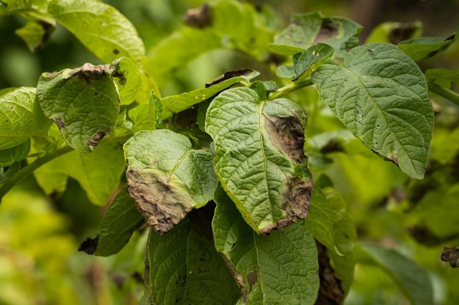 
	La zeolite protegge la pianta da parassiti e muffe in modo naturale.

