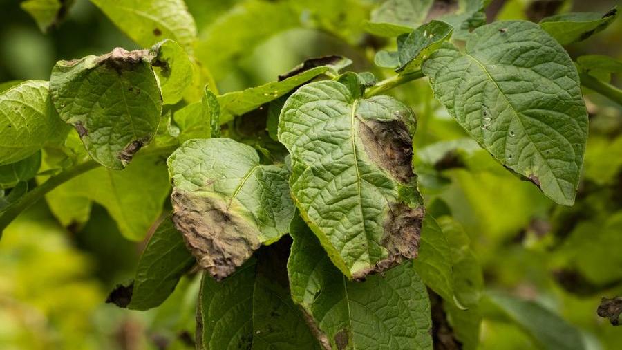 La zeolite protegge la pianta da parassiti e muffe in modo naturale.
