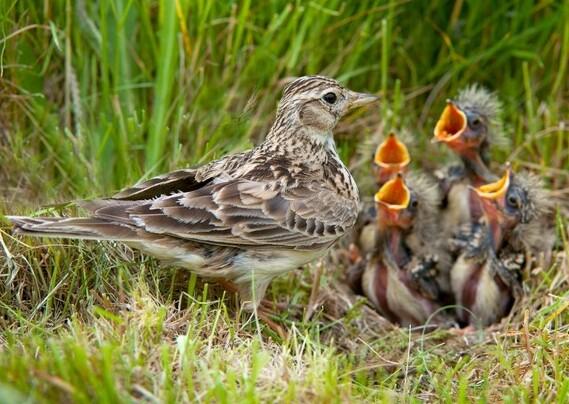 Meno uccelli nelle nostre campagne. Gli ecosistemi agricoli sono a rischio