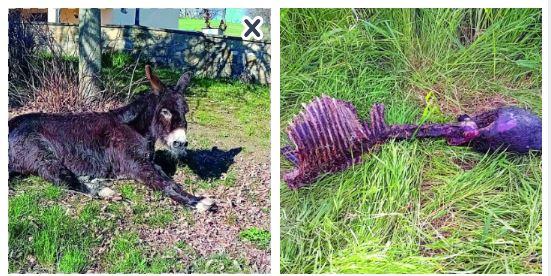 I lupi hanno sbranato l’asina Gina