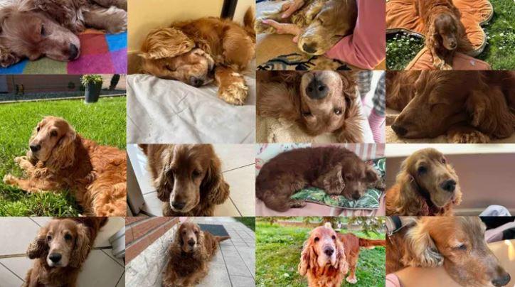 Ferrara, il piccolo Dylan ha bisogno di cure: il web si mobilita