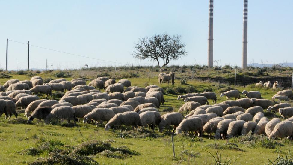 Pecore israeliane e francesi negli allevamenti sardi: scoppia la polemica