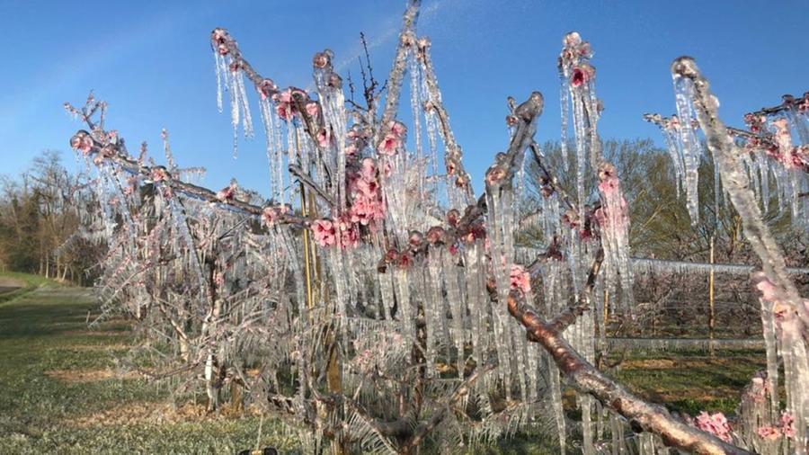 Allerta gelate fuori stagione, in Toscana a rischio oliveti e vigneti