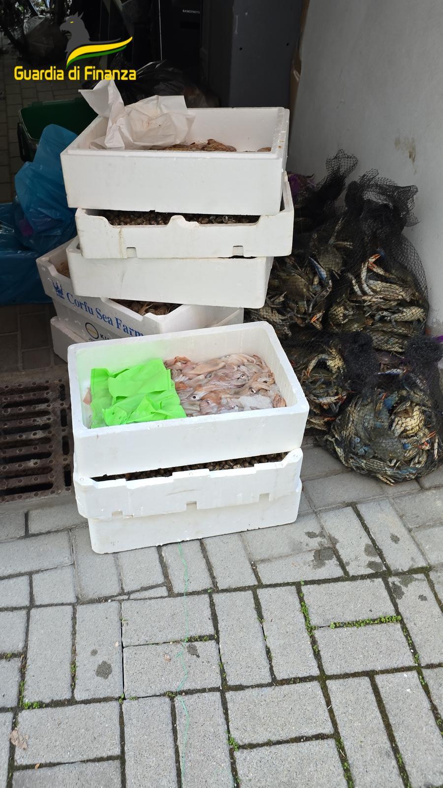 Vignola, sequestrati 120 chili di prodotti alimentari tra granchi blu, gamberi e calamari