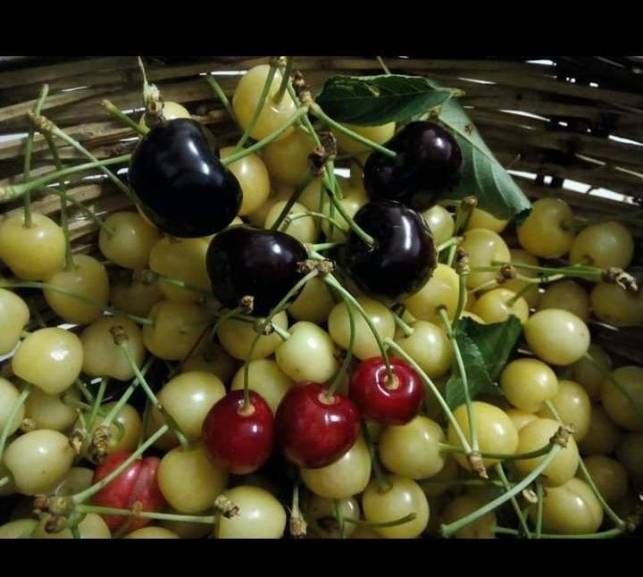 Bonnanaro un cesto delle prelibate ciliegie