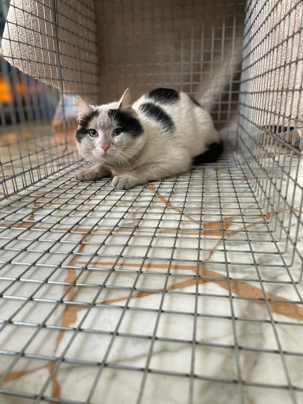 Prato, i volontari della Lav salvano un gatto con un tubo intorno al collo