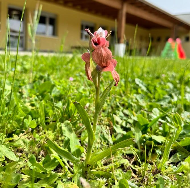 L’orchidea “Serapide trascurata” fiorisce nel giardino della scuola materna di Capezzano