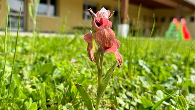 L’orchidea “Serapide trascurata” fiorisce nel giardino della scuola materna di Capezzano
