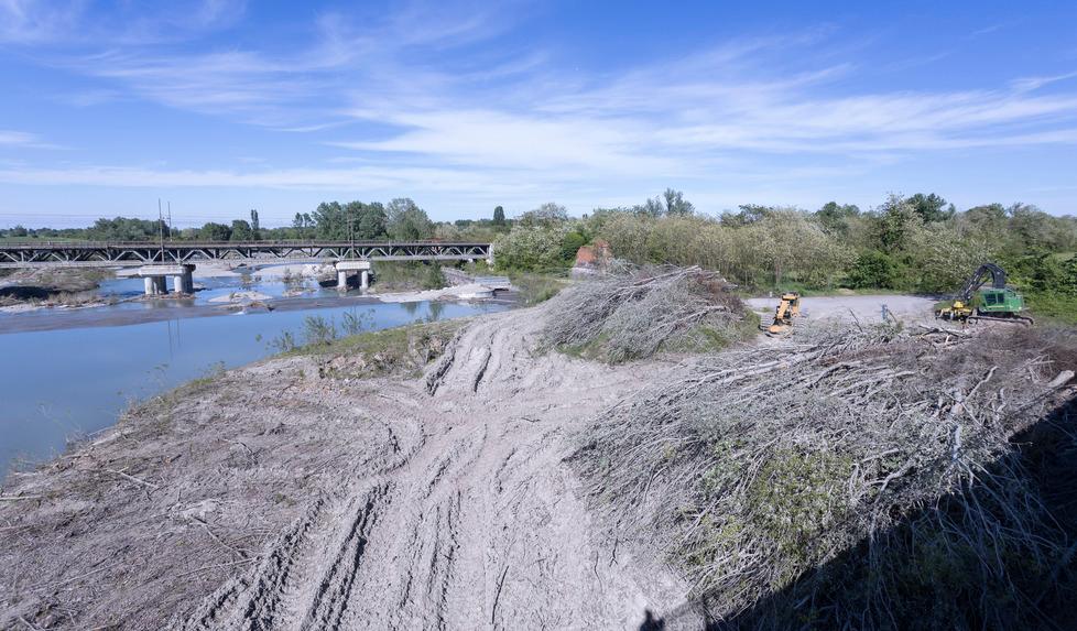 Tagliate decine di alberi sul Secchia «Lavori in corso, li ripianteremo»
