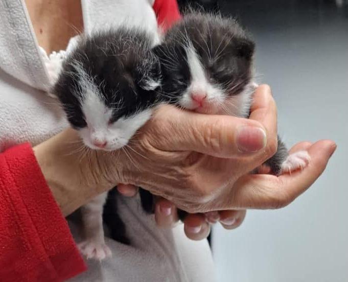 I gattini Zara e Zeus abbandonati in una scatola appena nati