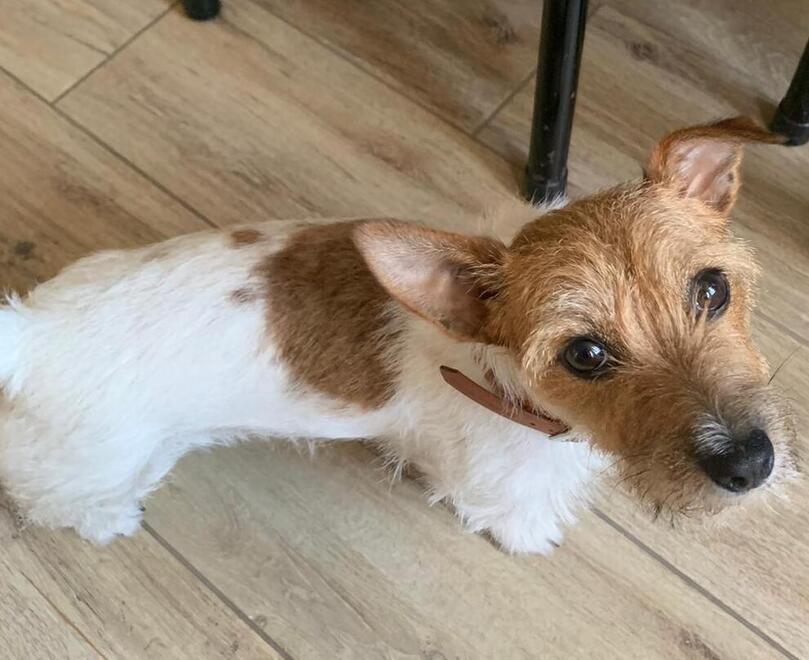Zocca, una vipera in pieno centro: «Ha ucciso la mia cagnolina»<br>

