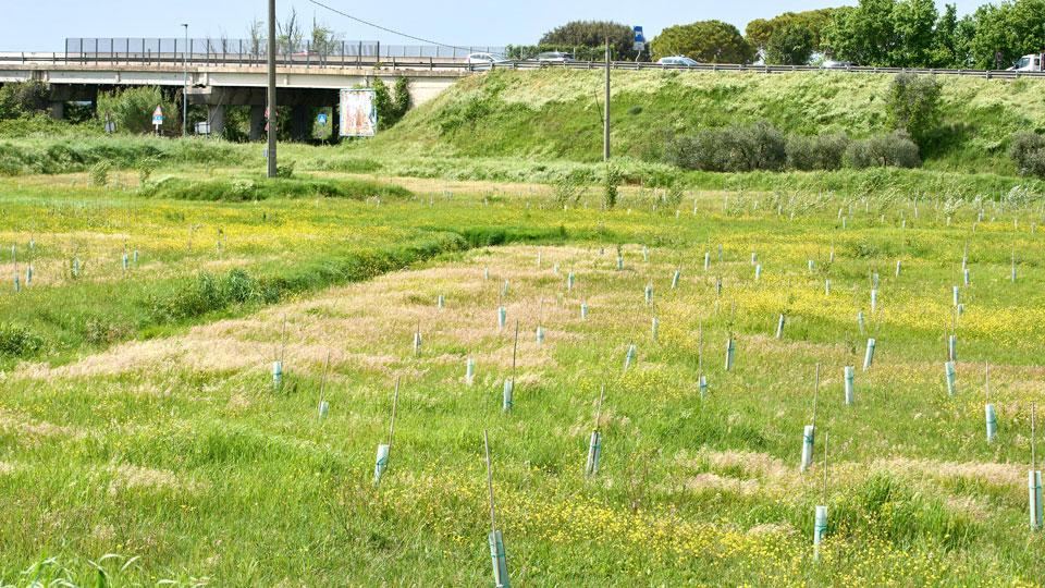 Empoli, un nuovo bosco al Terrafino: ecco come stanno gli esemplari piantati a gennaio 2022, il bilancio e i numeri